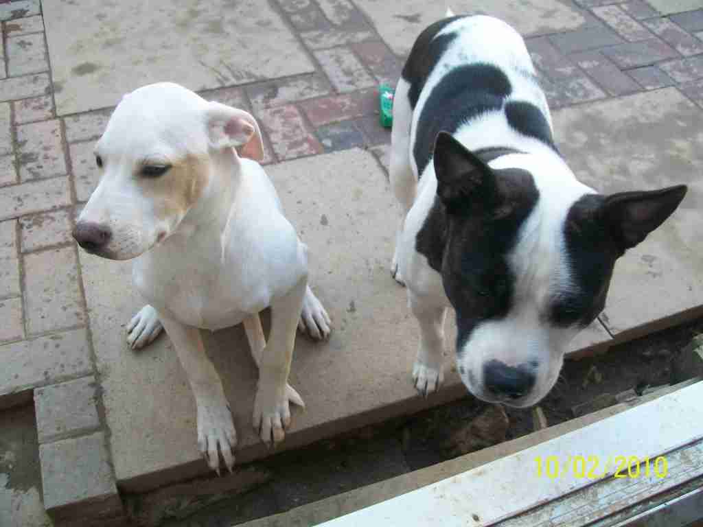 american bulldog cross kelpie
