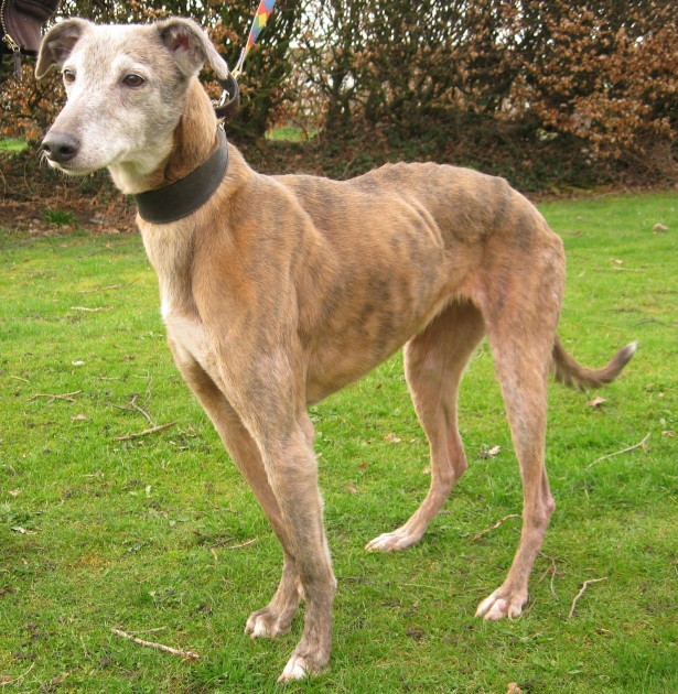 Penny – 10 year old female Lurcher cross Greyhound dog for adoption