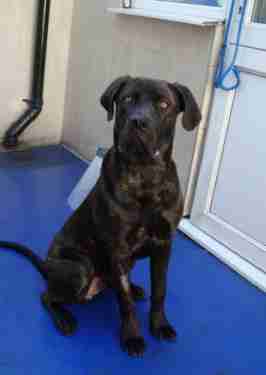 cane corso 9 months old