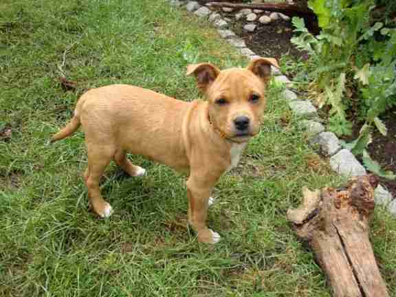 staffy cross ridgeback puppies