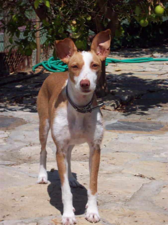 Nelly 3 year old female Hound (Podenco) available