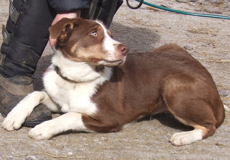 Squiggles 5 month old male Border Collie available for