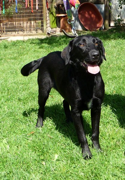 Rosie - 1 year old female Labrador Retriever available for adoption