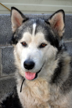 Troy - 1 year old male Alaskan Malamute available for adoption