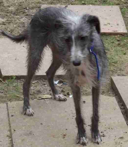 rough haired whippet