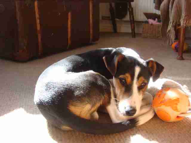 whippet mixed with jack russell