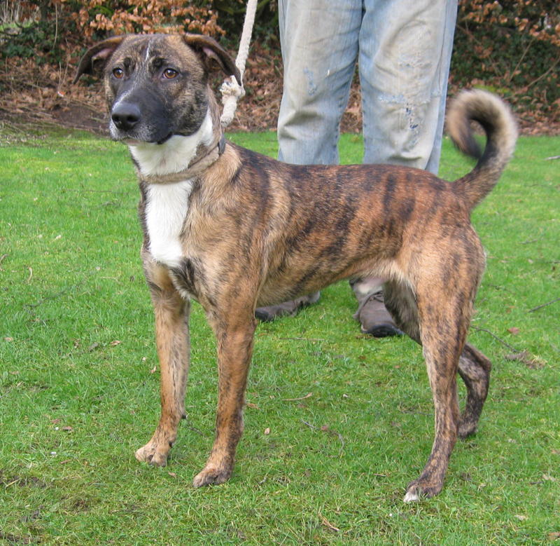 Cody - 3 year old male Collie cross Staffordshire Bull Terrier