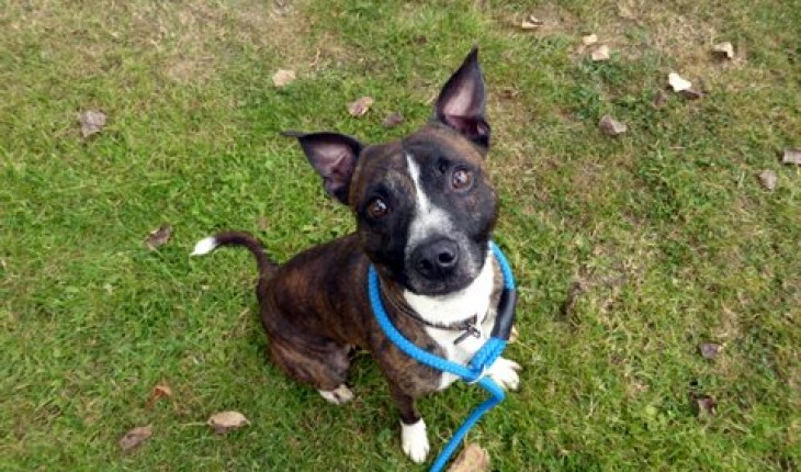 Joey – 3 year old male Staffordshire Bull Terrier cross Whippet dog for ...