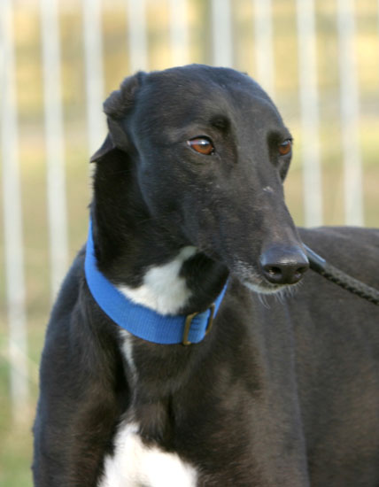 Kerry Greyhounds UK - Dogs for Adoption - dogsblog.com - Page 3 of 47