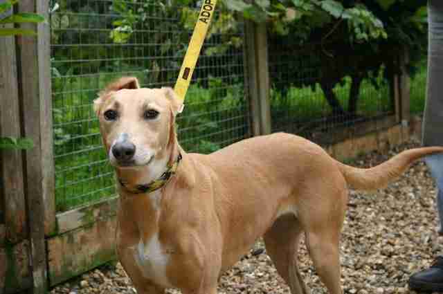Roxy 4 Year Old Female Lurcher Available For Adoption
