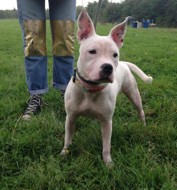 Poppy - 6 month old female Staffordshire Bull Terrier available for