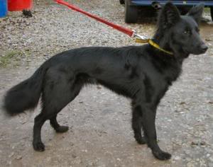 Millie 2 Year Old Female Collie Cross Available For Adoption