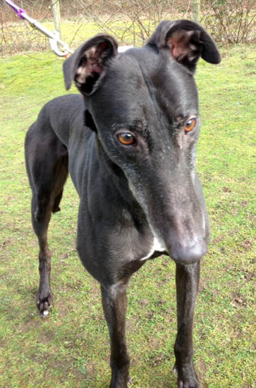 Posts by Kerry Greyhounds UK | Dogs for Adoption & Rescue - DogsBlog ...