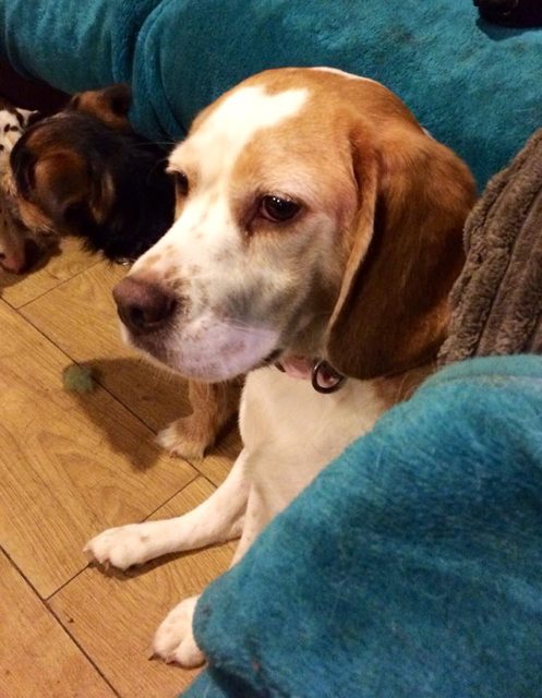 Cassie – 2 year old female Beagle dog for adoption