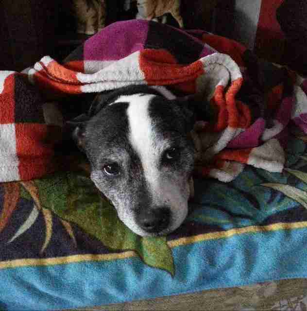 Animal Helpline Dog Rescue Peterborough Dogs for Adoption dogsblog