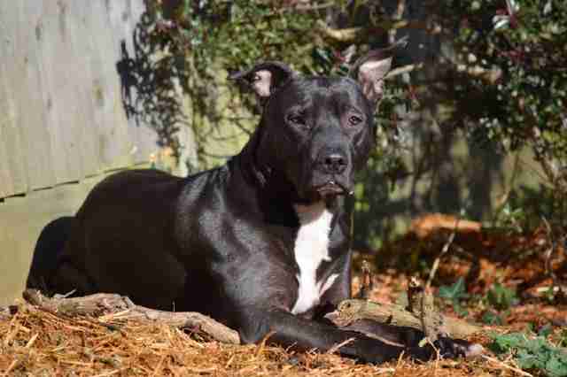 doberman and terrier mix