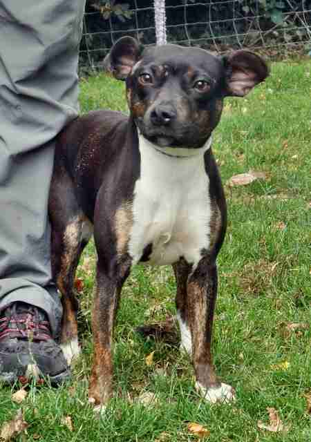 Wolfwood Rehoming Lancaster Dogs For Adoption Dogsblog Com