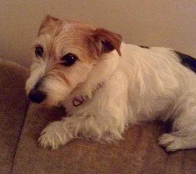 Jess – 6 year old female Jack Russell Terrier dog for adoption