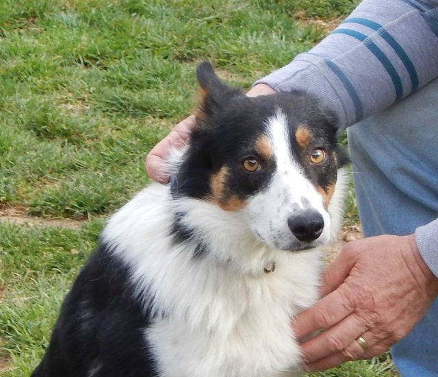 Sparky – 1-2 year old male Border Collie dog for adoption