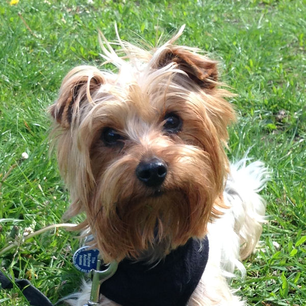 Duke – 16 month old male Yorkshire Terrier dog for adoption