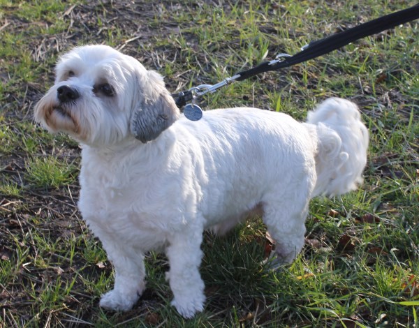 Jack and Alfie - 3 year old male Border Collie and 4 year old male Shih ...