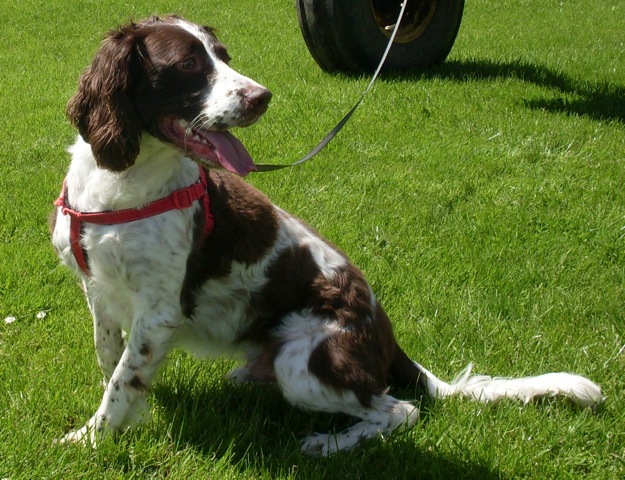 Paddy - 2 year old male English Springer Spaniel available for adoption