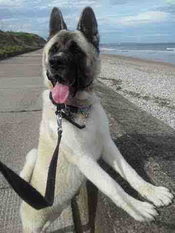 Boz - 2 year old male Akita available for adoption