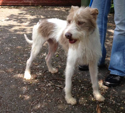 Rupert 10 12 Month Old Male Whippet Cross Bedlington Available