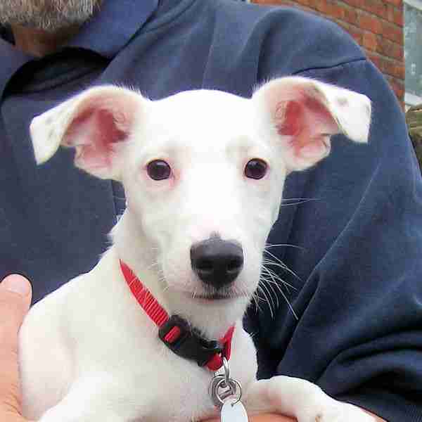 lurcher x jack russell