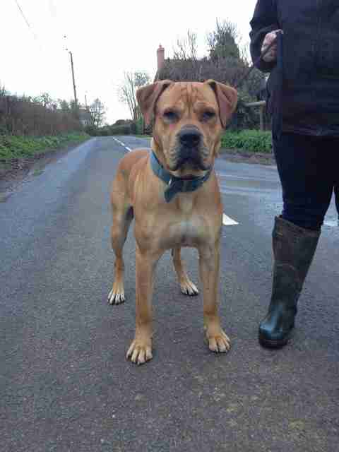 Boerboel Neo Mastiff X Rottweiler Best Boerboel X Top Sellers