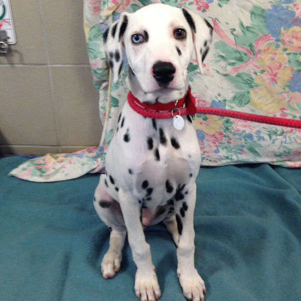 Tokko – 4 month old male Dalmatian dog for adoption