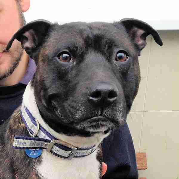 Mayhew Animal Home Dogs for Adoption Page 13 of 106