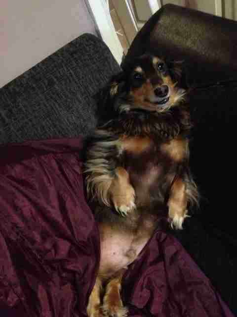 Dorset & Somerset Dog Rescue - Dogs for Adoption - dogsblog.com - Page
