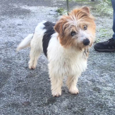 Bernard – 1 year old male Yorkshire Terrier cross Jack Russell Terrier ...