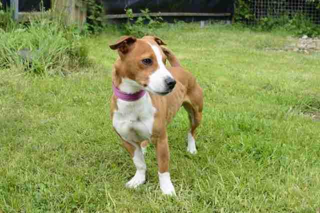 Leicester Animal Aid Dogs for Adoption