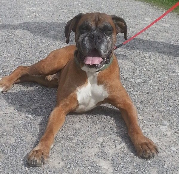 len-8-10-year-old-female-boxer-available-for-adoption