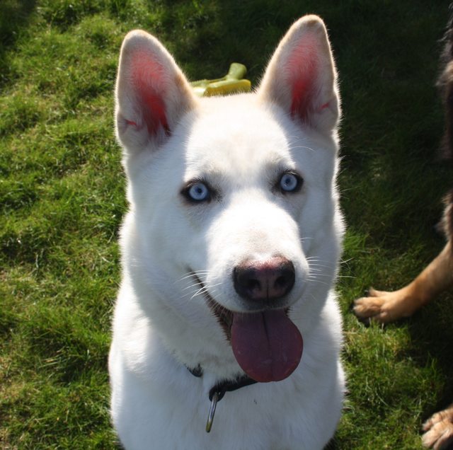 Mia – 2 year old female Husky cross Akita dog for adoption