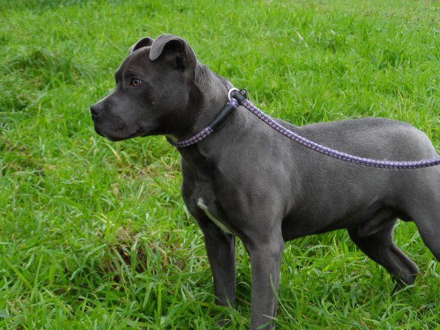 Blue 18 month old male Staffordshire Bull Terrier