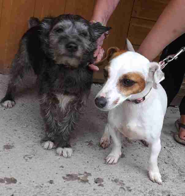 Freshfields Animal Rescue Centre North Wales Dogs for