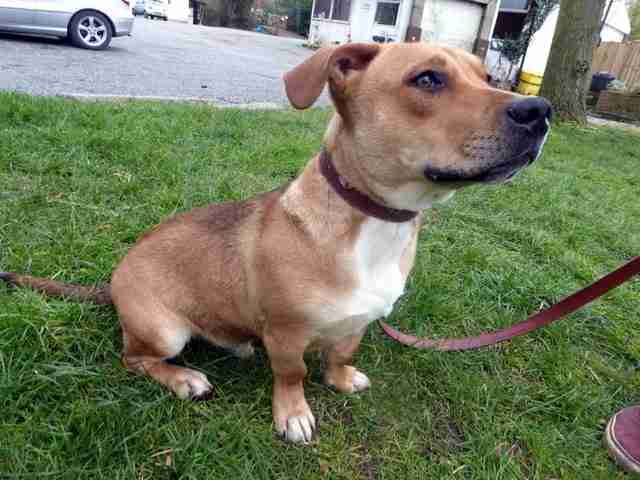 staffy cross foxy puppies