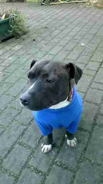 Ruff Luck Rescue Warwickshire Dogs For Adoption Dogsblog Com