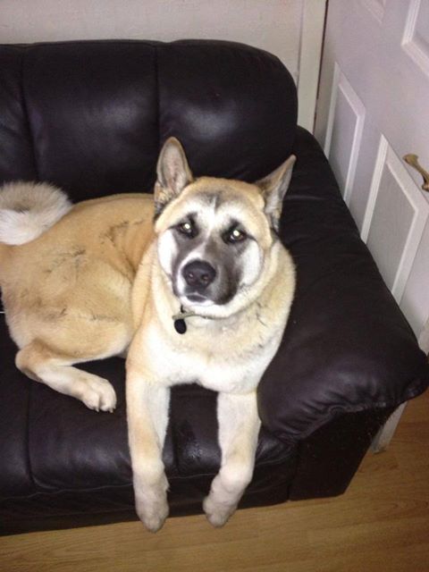 Kato – 15 month old male Akita dog for adoption