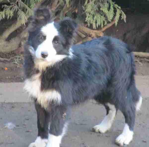 maremma cross border collie