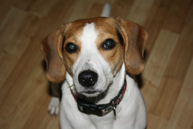 Holly - 1-2 year old female Beagle available for adoption