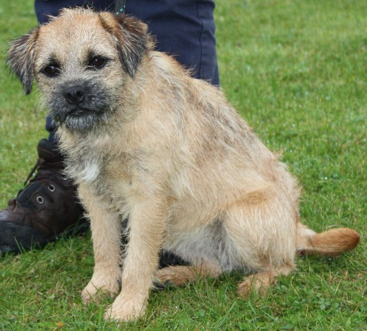 Sandy – 9 month old female Border Terrier dog for adoption