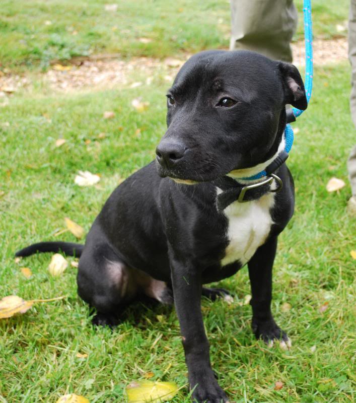 Benji - 10 month old male Staffordshire Bull Terrier available for adoption