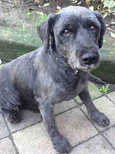 schnauzer cross staffy