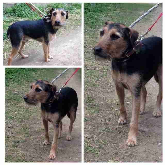 Zeus 2 year old male Lakeland Terrier cross Welsh