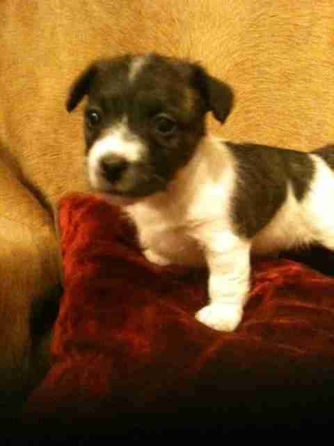 staffy x bichon frise