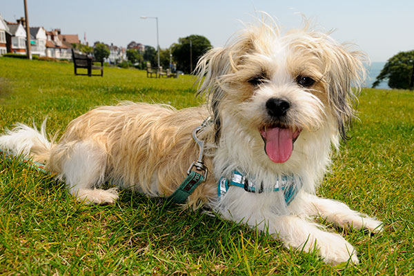 Rocco - 9 month old male Lhasa Apso cross Yorkshire Terrier available